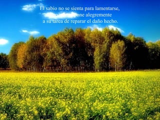 El sabio no se sienta para lamentarse,
sino que se pone alegremente
a su tarea de reparar el daño hecho.
 