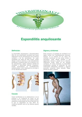 Espondilitis anquilosante
Definición:
La Espondilitis Anquilosante o Anquilopoyética
(EA) es una enfermedad reumática que causa
inflamación de las articulaciones de la columna
vertebral y de las sacroilíacas. Se suele
manifestar con fases de dolor lumbar, puede
afectar a toda la columna y a las articulaciones
periféricas y ocasiona dolor en la columna y en
las articulaciones, rigidez vertebral, pérdida de
movilidad y deformidad articular progresiva.
Puede acompañarse de manifestaciones
extraarticulares, como inflamación en los ojos o
en las válvulas del corazón.
Causas
Suele manifestarse en la adolescencia o en la
juventud y su incidencia es mayor en los
hombres. Por el contrario, las mujeres pueden
presentar la enfermedad de forma más leve con
lo que su diagnóstico es más difícil. Su
incidencia también varía en los distintos grupos
raciales.
Signos y síntomas
Dolor nocturno y la pérdida de movilidad en la
región lumbar son manifestaciones precoces.
Aunque, en la mayoría de los casos los
síntomas comienzan en las zonas lumbar y
sacroilíaca, suele afectar también a los
segmentos cervical y dorsal de la columna.
Inflamación ocular. Daño en las válvulas
cardíacas. En otras ocasiones, la espondilitis
anquilosante precede al desarrollo de una
enfermedad inflamatoria intestinal y algunos
pacientes presentan fiebre elevada, fatiga,
pérdida de peso y anemia.
 