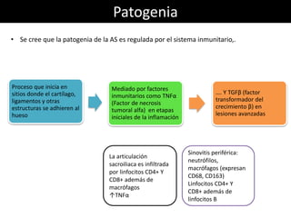 Proceso que inicia en
sitios donde el cartílago,
ligamentos y otras
estructuras se adhieren al
hueso
Mediado por factores
inmunitarios como TNFα
(Factor de necrosis
tumoral alfa) en etapas
iniciales de la inflamación
…. Y TGFβ (factor
transformador del
crecimiento β) en
lesiones avanzadas
La articulación
sacroiliaca es infiltrada
por linfocitos CD4+ Y
CD8+ además de
macrófagos
↑TNFα
Sinovitis periférica:
neutrófilos,
macrófagos (expresan
CD68, CD163)
Linfocitos CD4+ Y
CD8+ además de
linfocitos B
Patogenia
• Se cree que la patogenia de la AS es regulada por el sistema inmunitario,.
 