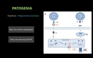 PATOGENIA
Hipótesis « Plegamiento anómalo»
Resp. de proteína desplegada
Resp. de sobrecarga del RE
 