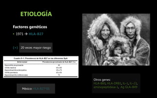 ETIOLOGÍA
Factores genéticos
• 1971  HLA-B27
(+) 20 veces mayor riesgo
México: HLA-B27*05
Otros genes:
HLA-B60, HLA-DRB1, IL–1, IL–23,
aminopeptidasa-1, Ag GLA–B49
Caucásicos
8% (+)
90% No
desarrollan
enfermedad
 