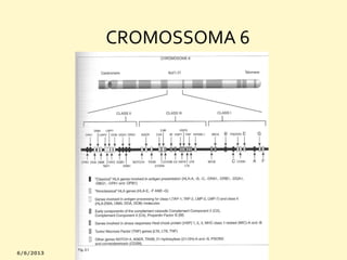 CROMOSSOMA 6

 