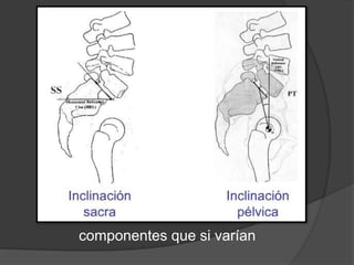 componentes que si varían
 