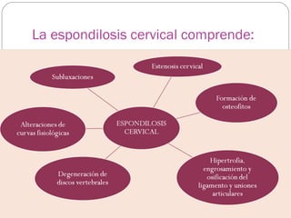 La espondilosis cervical comprende:

 