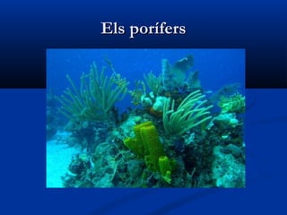 Els porífersEls porífers
 