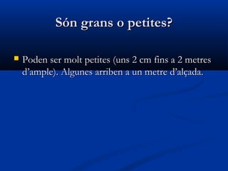 Són grans o petites?Són grans o petites?
 Poden ser molt petites (uns 2 cm fins a 2 metresPoden ser molt petites (uns 2 cm fins a 2 metres
d’ample). Algunes arriben a un metre d’alçada.d’ample). Algunes arriben a un metre d’alçada.
 