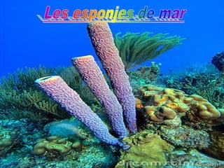 L’ESPONJA DE MARL’ESPONJA DE MAR
 