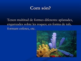 Com són?Com són?
Tenen multitud de formes diferents: aplanades,Tenen multitud de formes diferents: aplanades,
enganxades sobre les roques; en forma de tub,enganxades sobre les roques; en forma de tub,
formant esferes, etc.formant esferes, etc.
 