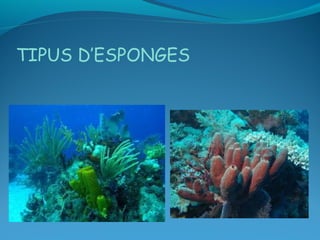 TIPUS D’ESPONGES
 
