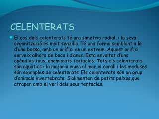 CELENTERATS
El cos dels celenterats té una simetria radial, i la seva
organització és molt senzilla. Té una forma semblant a la
d’una bossa, amb un orifici en un extrem. Aquest orifici
serveix alhora de boca i d’anus. Esta envoltat d’uns
apèndixs tous, anomenats tentacles. Tots els celenterats
són aquàtics i la majoria viuen al mar,el corall i les meduses
són exemples de celenterats. Els celenterats són un grup
d’animals invertebrats. S’alimenten de petits peixos,que
atrapen amb el verí dels seus tentacles.
 