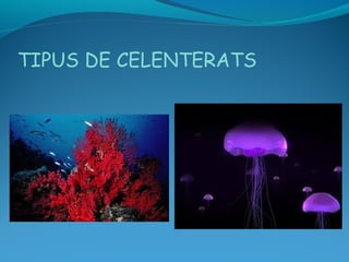 TIPUS DE CELENTERATS
 
