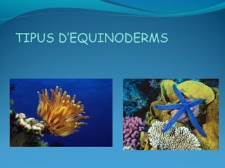 TIPUS D’EQUINODERMS
 