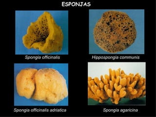 ESPONJAS Spongia officinalis Spongia officinalis adriatica Hippospongia communis Spongia agaricina 