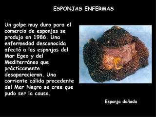 Un golpe muy duro para el comercio de esponjas se produjo en 1986. Una enfermedad desconocida afectó a las esponjas del Mar Egeo y del Mediterráneo que prácticamente desaparecieron. Una corriente cálida procedente del Mar Negro se cree que pudo ser la causa. ESPONJAS ENFERMAS Esponja dañada 