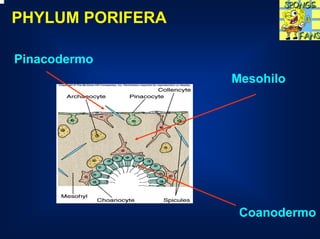 PHYLUM PORIFERA

Pinacodermo
                  Mesohilo




                   Coanodermo
 