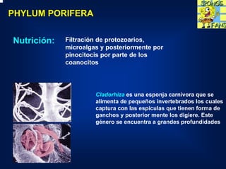 PHYLUM PORIFERA


Nutrición:   Filtración de protozoarios,
             microalgas y posteriormente por
             pinocitocis por parte de los
             coanocitos




                      Cladorhiza es una esponja carnívora que se
                      alimenta de pequeños invertebrados los cuales
                      captura con las espículas que tienen forma de
                      ganchos y posterior mente los digiere. Este
                      género se encuentra a grandes profundidades
 