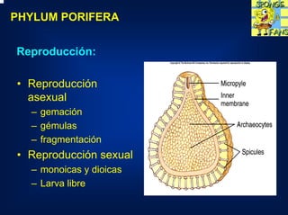 PHYLUM PORIFERA


Reproducción:

• Reproducción
  asexual
  – gemación
  – gémulas
  – fragmentación
• Reproducción sexual
  – monoicas y dioicas
  – Larva libre
 