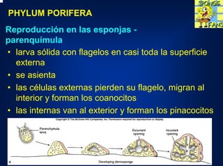 PHYLUM PORIFERA
Reproducción en las esponjas -
parenquímula
• larva sólida con flagelos en casi toda la superficie
  externa
• se asienta
• las células externas pierden su flagelo, migran al
  interior y forman los coanocitos
• las internas van al exterior y forman los pinacocitos
 