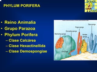 PHYLUM PORIFERA



• Reino Animalia
• Grupo Parazoa
• Phylum Porifera
  – Clase Calcárea
  – Clase Hexactinellida
  – Clase Demospongiae
 