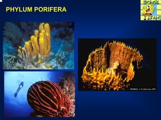 PHYLUM PORIFERA
 