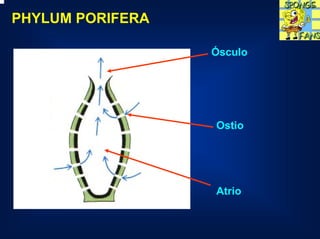 PHYLUM PORIFERA

                  Ósculo




                  Ostio




                  Atrio
 
