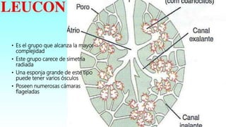• Es el grupo que alcanza la mayor
complejidad
• Este grupo carece de simetría
radiada
• Una esponja grande de este tipo
puede tener varios ósculos
• Poseen numerosas cámaras
flageladas
 
