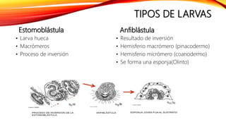 TIPOS DE LARVAS
Estomoblástula
• Larva hueca
• Macrómeros
• Proceso de inversión
Anfiblástula
• Resultado de inversión
• Hemisferio macrómero (pinacodermo)
• Hemisferio micrómero (coanodermo)
• Se forma una esponja(Olinto)
 