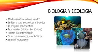 BIOLOGÍA Y ECOLOGÍA
• Medios acuáticos(dulce-salado)
• Se fijan a sustratos solidos o blandos
• La mayoría son esciófilas
• Dominantes (hábitats bentónicos)
• Toleran la contaminación
• Sirven de alimentos y antibióticos
• Se da el mutualismo
 