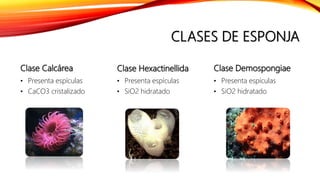 CLASES DE ESPONJA
Clase Calcárea
• Presenta espículas
• CaCO3 cristalizado
Clase Hexactinellida
• Presenta espículas
• SiO2 hidratado
Clase Demospongiae
• Presenta espículas
• SiO2 hidratado
 