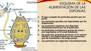 ESQUEMA DE LA
ALIMENTACIÓN DE LAS
ESPONJAS
1. El agua cargada de partículas penetra por los
poros
2. Las partículas grandes son fagocitadas por los
Arqueocitos
3. Las partículas orgánicas son digeridas
intracelularmente por los Arqueocitos
4. las partículas inorgánicas( granos de arena )
son expulsadas en el canal exhalante
5. las partículas pequeñas penetran en la cámara
vibrátil y son fagocitadas por los coanocitos ,
que las transfieren a los Arqueocitos
6. Las partículas son digeridas intracelularmente
 