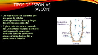 TIPOS DE ESPONJAS
(ASCÓN)
• Las esponjas están cubiertas por
una capa de células
psudoepiteliales anchas y largas
denominadas pinacocitos
• El pinacodermo esta atravesado
por un numerosos poros dermales
tapizados cada una célula
arrollada llamada porocito el
agua es atraída hacia ellos y
penetra en el interior
 
