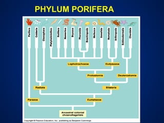 PHYLUM PORIFERA
 