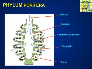 PHYLUM PORIFERA
Prosópilo
Canal de coanocitos
Apópilo
Ósculo
Ostio
 