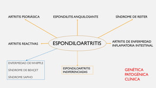 ESPONDILOARTRITIS
ESPONDILITIS ANQUILOSANTE
ARTRITIS REACTIVAS
ARTRITIS DE ENFERMEDAD
INFLAMATORIA INTESTINAL
SÍNDROME DE REITERARTRITIS PSORIÁSICA
ENFERMEDAD DEWHIPPLE
SÍNDROME DE BEHÇET
SÍNDROME SAPHO
GENÉTICA
PATOGÉNICA
CLÍNICA
ESPONDILOARTRITIS
INDIFERENCIADAS
 