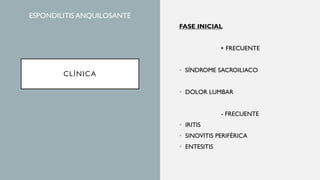 CLÍNICA
FASE INICIAL
+ FRECUENTE
• SÍNDROME SACROILIACO
• DOLOR LUMBAR
- FRECUENTE
• IRITIS
• SINOVITIS PERIFÉRICA
• ENTESITIS
ESPONDILITIS ANQUILOSANTE
 