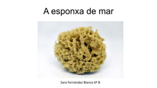A esponxa de mar
Sara Fernández Blanco 6º B
 