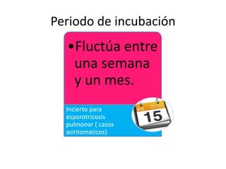 Periodo de incubación
  •Fluctúa entre
   una semana
   y un mes.
  Incierto para
  esporotricosis
  pulmonar ( casos
  asintomaticos)
 