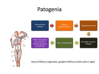 Patogenia

    Traumatismo                 Chancro
                                                      Respuesta inmune
       cutáneo               esporotricósico




  Placas verrugosas
    muy crónicas o                                   Complejo cutaneo -
                           Cura o continuidad
  lesiones gomosas                                       linfatico
     escalonadas




Vasos linfáticos regionales, ganglio linfático (cuello axila e ingle)
 