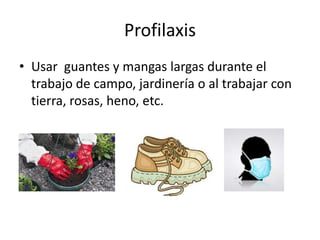 Profilaxis
• Usar guantes y mangas largas durante el
  trabajo de campo, jardinería o al trabajar con
  tierra, rosas, heno, etc.
 