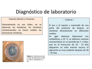 Diagnóstico de laboratorio
     - Examen directo y tinciones -                    - Cultivos –

Generalmente no son útiles; no se       El pus y el esputo y macerado de una
observan las levaduras; las tinciones   parte del producto de biopsia, se
convencionales no hacen visibles las    siembran directamente en diferentes
estructuras micóticas.                  medios.
                                        En agar dextrosa Sabouraud con
                                        antibióticos, a 25 °C, se obtienen colonias
                                        características en un período de 3 - 6 días,
                                        que en el transcurso de 10 - 15 días
                                        adquieren un color marrón oscuro; el
                                        pigmento es muy evidente después de 30
                                        - 45 días.
 