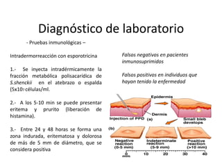 Diagnóstico de laboratorio
      - Pruebas inmunológicas –

Intradermorreacción con esporotricina   Falsos negativos en pacientes
                                        inmunosuprimidos
1.- Se inyecta intradérmicamente la
fracción metabólica polisacarídica de   Falsos positivos en individuos que
S.shenckii en el atebrazo o espalda     hayan tenido la enfermedad
(5x107 células/ml.

2.- A los 5-10 min se puede presentar
eritema y prurito (liberación de
histamina).

3.- Entre 24 y 48 horas se forma una
zona indurada, eritematosa y dolorosa
de más de 5 mm de diámetro, que se
considera positiva
 