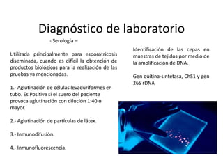 Diagnóstico de laboratorio
                  - Serología –
                                                  Identificación de las cepas en
Utilizada principalmente para esporotricosis      muestras de tejidos por medio de
diseminada, cuando es difícil la obtención de     la amplificación de DNA.
productos biológicos para la realización de las
pruebas ya mencionadas.                           Gen quitina-sintetasa, ChS1 y gen
                                                  26S rDNA
1.- Aglutinación de células levaduriformes en
tubo. Es Positiva si el suero del paciente
provoca aglutinación con dilución 1:40 o
mayor.

2.- Aglutinación de partículas de látex.

3.- Inmunodifusión.

4.- Inmunofluorescencia.
 