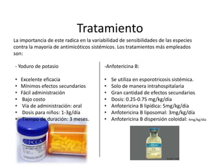 Tratamiento
La importancia de este radica en la variabilidad de sensibilidades de las especies
contra la mayoría de antimicóticos sistémicos. Los tratamientos más empleados
son:

- Yoduro de potasio                      -Anfotericina B:

•   Excelente eficacia                   •   Se utiliza en esporotricosis sistémica.
•   Mínimos efectos secundarios          •   Solo de manera intrahospitalaria
•   Fácil administración                 •   Gran cantidad de efectos secundarios
•    Bajo costo                          •   Dosis: 0.25-0.75 mg/kg/día
•    Vía de administración: oral         •   Anfotericina B lipídica: 5mg/kg/día
•    Dosis para niños: 1-3g/día          •   Anfotericina B liposomal: 3mg/kg/día
•    Tiempo de duración: 3 meses.        •   Anfotericina B dispersión coloidal: 4mg/kg/día
 