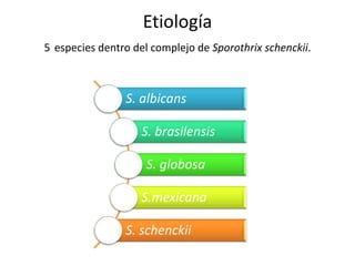 Etiología
5 especies dentro del complejo de Sporothrix schenckii.



                S. albicans

                    S. brasilensis

                     S. globosa

                    S.mexicana

                S. schenckii
 