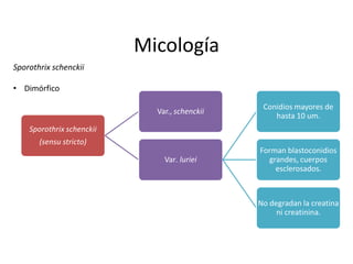 Micología
Sporothrix schenckii

• Dimórfico

                                                Conidios mayores de
                             Var., schenckii
                                                   hasta 10 um.
    Sporothrix schenckii
       (sensu stricto)
                                               Forman blastoconidios
                               Var. luriei       grandes, cuerpos
                                                   esclerosados.



                                               No degradan la creatina
                                                    ni creatinina.
 