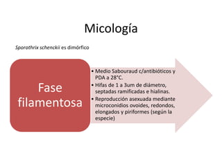 Micología
Sporothrix schenckii es dimórfico



                                    • Medio Sabouraud c/antibióticos y
                                      PDA a 28°C.

     Fase                           • Hifas de 1 a 3um de diámetro,
                                      septadas ramificadas e hialinas.
                                    • Reproducción asexuada mediante
 filamentosa                          microconidios ovoides, redondos,
                                      elongados y piriformes (según la
                                      especie)
 