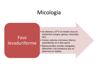Micologia


                 • Se obtiene a 37°C en medio ricos en
                   nutrientes (sangre, gelosa, chocolate,
     Fase          etc).
                 • Crecen colonias cremosas, blanco-
levaduriforme      amarillentas en 5 días aprox.
                 • Blastoconidios ovoides alargados,
                   diferentes a las levaduras que se
                   observan en tejidos
 