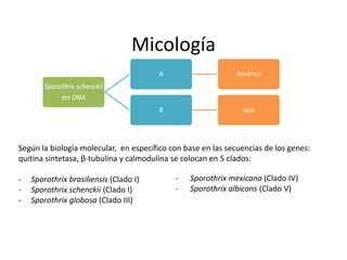 Micología
                                        A                     América
        Sporothrix schenckii
             mt-DNA
                                        B                      Asia




Según la biología molecular, en específico con base en las secuencias de los genes:
quitina sintetasa, β-tubulina y calmodulina se colocan en 5 clados:

-   Sporothrix brasiliensis (Clado I)       -   Sporothrix mexicana (Clado IV)
-   Sporothrix schenckii (Clado I)          -   Sporothrix albicans (Clado V)
-   Sporothrix globosa (Clado III)
 
