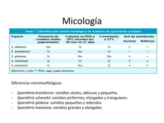 Micología




Diferencias micromorfológicas

-   Sporothrix brasiliensis: conidios sésiles, oblicuos y pequeños.
-   Sporothrix schenckii: conidios piriformes, elongados y triangulares.
-   Sporothrix globosa: conidios pequeños y redondos
-   Sporothrix mexicana: conidios grandes y elongados
 