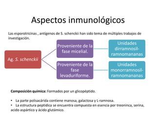 Aspectos inmunológicos
Las esporotricinas , antígenos de S. schenckii han sido tema de múltiples trabajos de
investigación.
                                                                    Unidades
                               Proveniente de la
                                                                   dirramnosil-
                                 fase micelial.
                                                                 ramnomananas
Ag. S. schenckii
                               Proveniente de la                    Unidades
                                     fase                        monorramnosil-
                                levaduriforme.                   ramnomananas


 Composición química: Formados por un glicopéptido.

 • La parte polisacárida contiene manosa, galactosa y L-ramnosa.
 • La estructura peptidica se encuentra compuesta en esencia por treoninca, serina,
 acido aspártico y ácido glutámico.
 